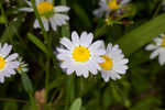 Entireleaf western daisy